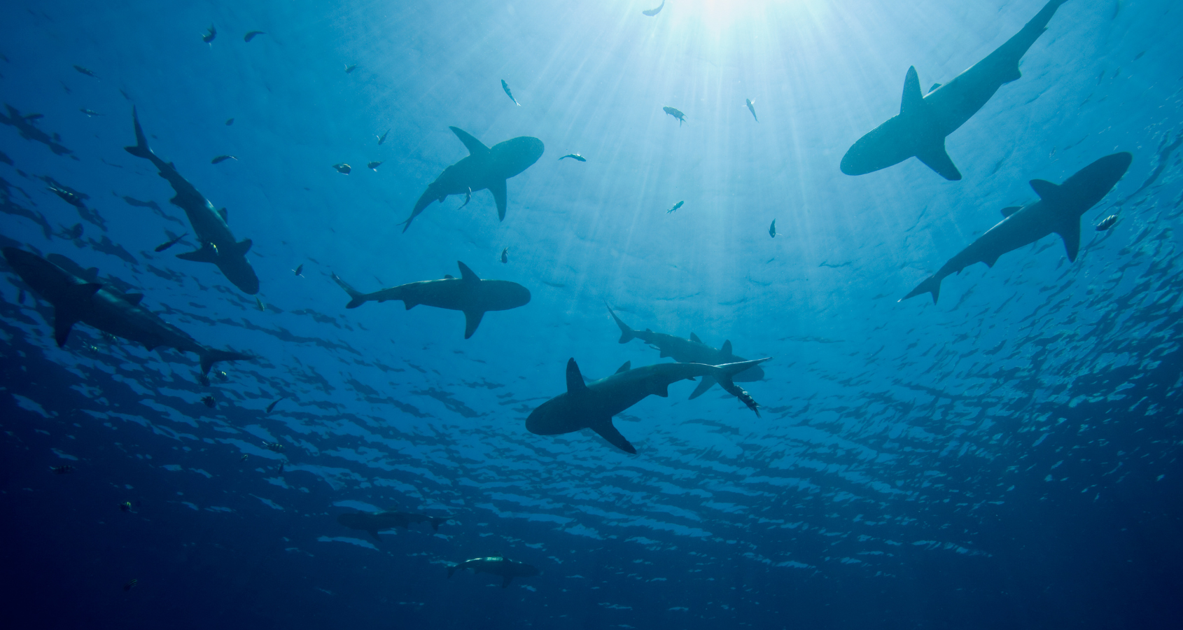Shark Liver Oil Squalene: Europe’s magical new health supplement