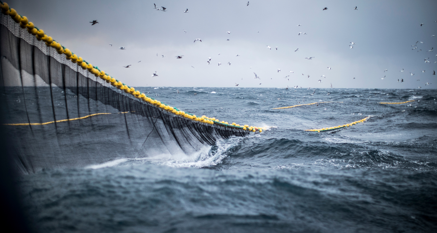 Fish oil quality standards in Europe, USA, and Asia: does IFOS certification make a difference?