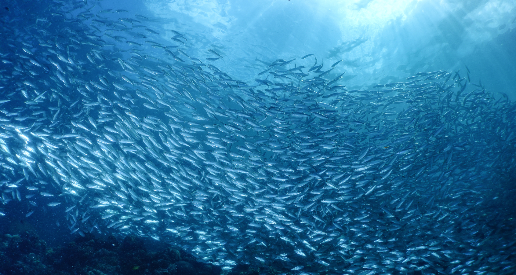 Marine Omega-3 safety: Fish Oil heavy metals, mercury, and pathogens explained