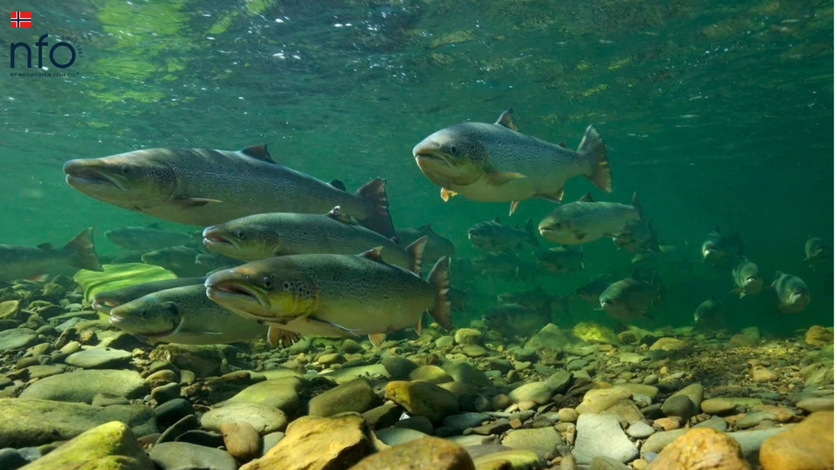 A Little of the Sea, Every Day: How Much Omega-3 Do You Really Need?