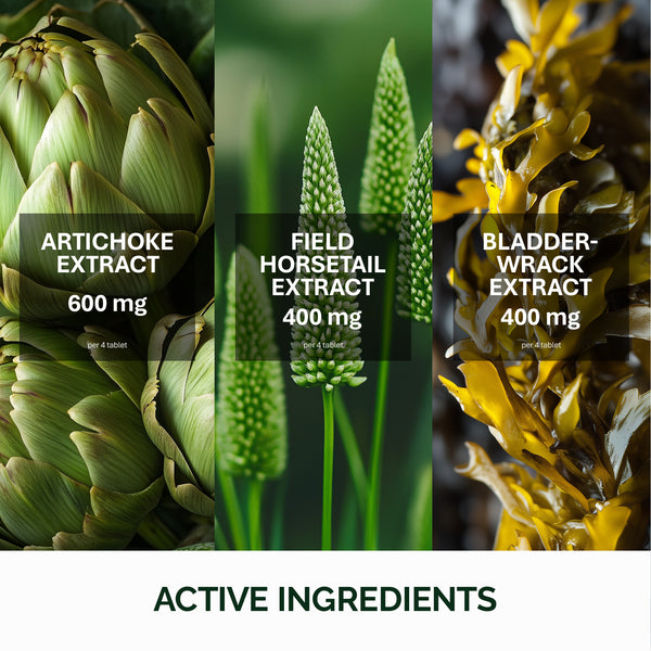 Oxylax Artichoke